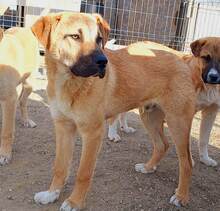 BONES, Hund, Mischlingshund in Illertissen - Bild 1