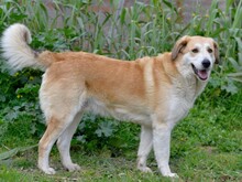 COSMO, Hund, Mischlingshund in Italien - Bild 20