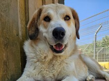 COSMO, Hund, Mischlingshund in Italien - Bild 22