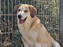 COSMO, Hund, Mischlingshund in Italien - Bild 23