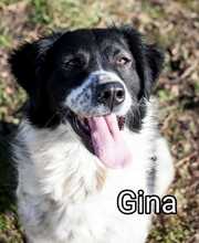 GINA, Hund, Mischlingshund in Rumänien