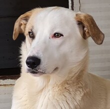FRED, Hund, Mischlingshund in Italien - Bild 26