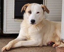 FRED, Hund, Mischlingshund in Italien - Bild 27