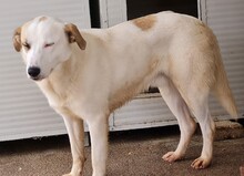 FRED, Hund, Mischlingshund in Italien - Bild 28