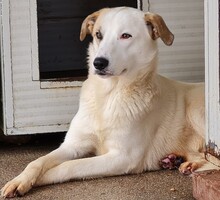 FRED, Hund, Mischlingshund in Italien - Bild 29