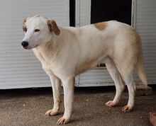 FRED, Hund, Mischlingshund in Italien - Bild 30