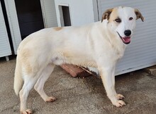 FRED, Hund, Mischlingshund in Italien - Bild 32