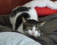 KIMI, Katze, Europäisch Kurzhaar in Spanien - Bild 4