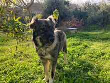 ESME, Hund, Mischlingshund in Griechenland
