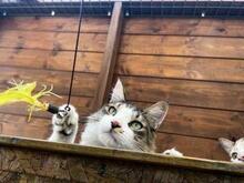 FITO, Katze, Langhaar-Mix in Weil - Bild 2