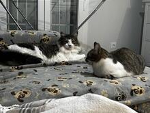 FITO, Katze, Langhaar-Mix in Weil - Bild 3