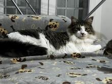 FITO, Katze, Langhaar-Mix in Weil - Bild 4
