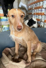 SONECAS, Hund, Podengo Portugues-Mix in Portugal - Bild 1