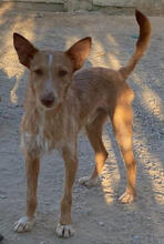 SONECAS, Hund, Podengo Portugues-Mix in Portugal - Bild 6