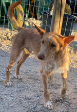 SONECAS, Hund, Podengo Portugues-Mix in Portugal - Bild 7