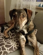RUDOLF, Hund, Mischlingshund in Leverkusen