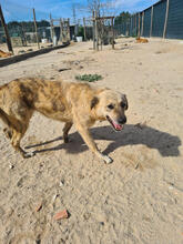 CAYENNE, Hund, Mischlingshund in Portugal - Bild 8