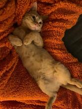 CAMILLA, Katze, Europäisch Kurzhaar in Oberhausen-Rheinhausen
