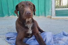 SUNNY, Hund, Mischlingshund in Spanien