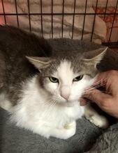 RUDINA, Katze, Europäisch Kurzhaar in Italien