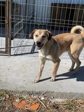 BASTIAN, Hund, Mischlingshund in Rumänien - Bild 11