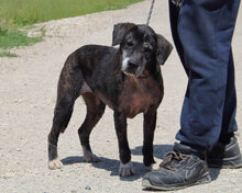 GWENI, Hund, Mischlingshund in Italien - Bild 1