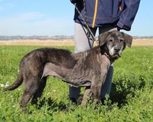 GWENI, Hund, Mischlingshund in Italien - Bild 17