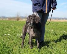 GWENI, Hund, Mischlingshund in Italien - Bild 18