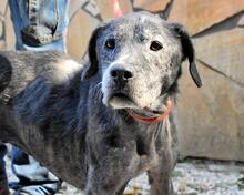 GWENI, Hund, Mischlingshund in Italien - Bild 20