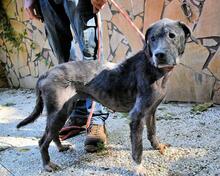 GWENI, Hund, Mischlingshund in Italien - Bild 22