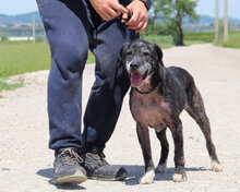 GWENI, Hund, Mischlingshund in Italien - Bild 3