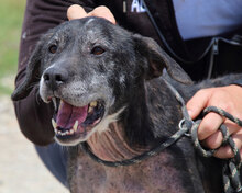 GWENI, Hund, Mischlingshund in Italien - Bild 5