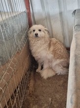 SAMMY, Hund, Mischlingshund in Rumänien