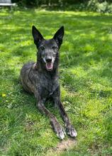 NATA, Hund, Malinois-Galgo Español-Mix in Gemünden - Bild 5
