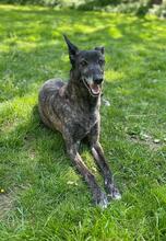 NATA, Hund, Malinois-Galgo Español-Mix in Gemünden - Bild 6