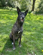 NATA, Hund, Malinois-Galgo Español-Mix in Gemünden - Bild 7