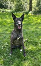 NATA, Hund, Malinois-Galgo Español-Mix in Gemünden - Bild 8