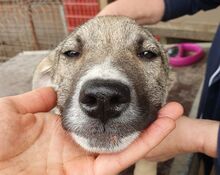 RUSTY, Hund, Mischlingshund in Rumänien
