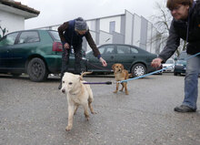 TILLMANN, Hund, Mischlingshund in Weinsberg - Bild 3