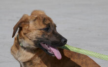 URMELA, Hund, Dackel-Mix in Wismar - Bild 13