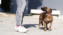 URMELA, Hund, Dackel-Mix in Wismar - Bild 14