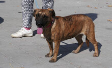 URMELA, Hund, Dackel-Mix in Wismar - Bild 19