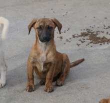 URMELA, Hund, Dackel-Mix in Wismar - Bild 2