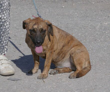 URMELA, Hund, Dackel-Mix in Wismar - Bild 21