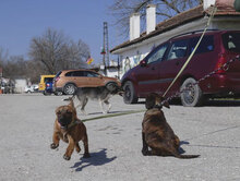 URMELA, Hund, Dackel-Mix in Wismar - Bild 6