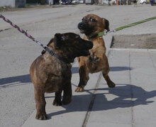 URMELA, Hund, Dackel-Mix in Wismar - Bild 8