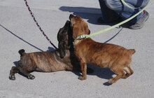 URMELA, Hund, Dackel-Mix in Wismar - Bild 9