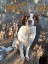 BELLA, Hund, Mischlingshund in Rumänien