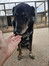 PICKO, Hund, Mischlingshund in Duisburg - Bild 10