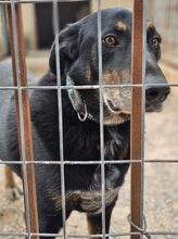 PICKO, Hund, Mischlingshund in Duisburg - Bild 11